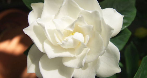 gardenia