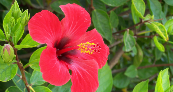 hibiscus